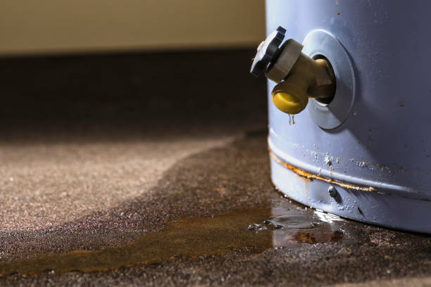 Best Mold removal after water damage  in Franklinville, NJ