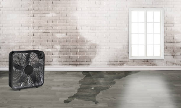 Best Water damage contractors near me  in Franklinville, NJ